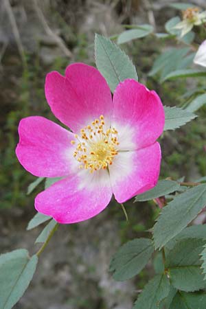 Rosa rubiginosa / Sweet Briar, Croatia Učka 29.6.2010