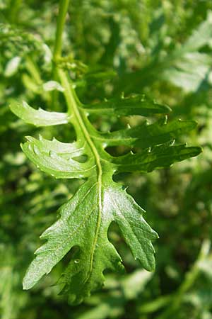 Rorippa x anceps \ Niederliegende Sumpfkresse, Kroatien Medvednica 1.7.2010