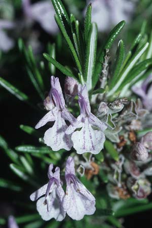 Salvia rosmarinus \ Rosmarin / Rosemary, Kroatien/Croatia Hvar, Stari Grad 6.4.2006