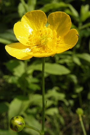 Ranunculus polyanthemos \ Vielbltiger Hahnenfu / Multiflowered Buttercup, Kroatien/Croatia Medvednica 1.8.2011