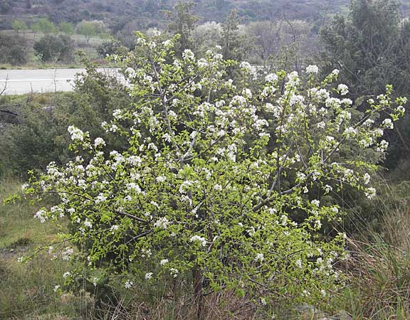 Prunus mahaleb \ Felsenkirsche, Stein-Weichsel, Kroatien Šibenik 2.4.2006