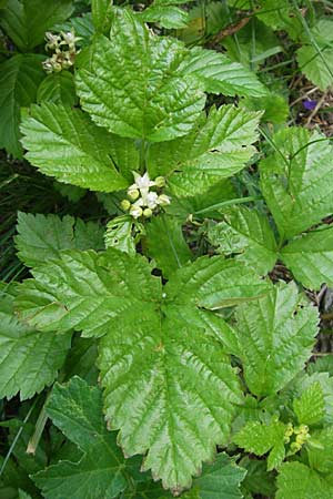 Rubus saxatilis \ Steinbeere / Stone Bramble, Kroatien/Croatia Velebit Zavizan 30.6.2010