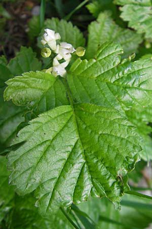 Rubus saxatilis \ Steinbeere / Stone Bramble, Kroatien/Croatia Velebit Zavizan 30.6.2010