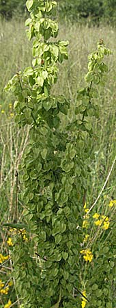 Rumex crispus \ Krauser Ampfer / Curled Dock, Kroatien/Croatia Istrien/Istria, Poreč 26.5.2006