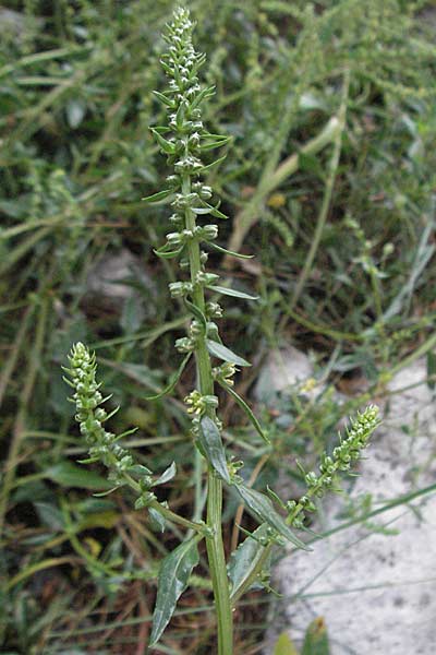 Beta vulgaris subsp. maritima \ Wilde Rbe, Meer-Mangold, Kroatien Istrien, Premantura 30.5.2006