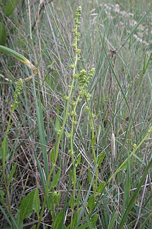 Beta vulgaris subsp. maritima \ Wilde Rbe, Meer-Mangold / Sea Beet, Kroatien/Croatia Istrien/Istria, Premantura 30.5.2006