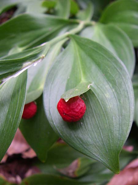 Ruscus hypoglossum \ Zungen-Musedorn, Hadernblatt, Kroatien Plitvička 1.6.2008