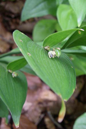 Ruscus hypoglossum \ Zungen-Musedorn, Hadernblatt, Kroatien Plitvička 1.6.2008