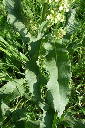 Rumex aquaticus \ Wasser-Ampfer, Kroatien Udbina 2.6.2008