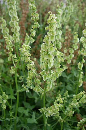 Rumex scutatus \ Schild-Ampfer, Kroatien Senj 4.6.2008