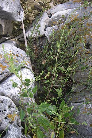 Beta vulgaris subsp. maritima \ Wilde Rbe, Meer-Mangold / Sea Beet, Kroatien/Croatia Istrien/Istria, Premantura 5.6.2008