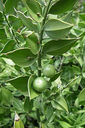 Ruscus aculeatus \ Stechender Musedorn, Kroatien Istrien, Premantura 5.6.2008