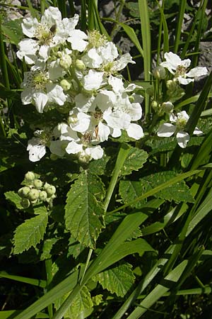 Rubus fruticosus agg. \ Brombeere, Kroatien Učka 28.6.2010