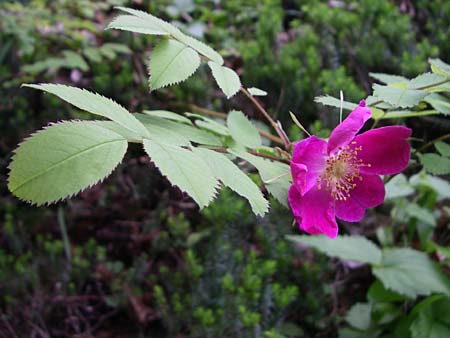 Rosa pendulina \ Alpen-Heckenrose, Kroatien Plitvička 1.6.2008