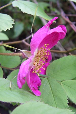 Rosa pendulina \ Alpen-Heckenrose, Kroatien Plitvička 1.6.2008