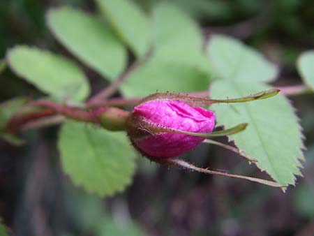 Rosa pendulina \ Alpen-Heckenrose / Alpine Rose, Kroatien/Croatia Plitvička 1.6.2008