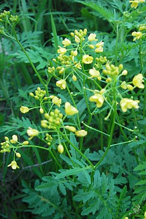 Rorippa x anceps \ Niederliegende Sumpfkresse / Hybrid Yellow-Cress, Kroatien/Croatia Medvednica 30.6.2010