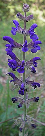 Salvia verbenaca ? \ Eisenkraut-Salbei / Wild Clary, Kroatien/Croatia Istrien/Istria, Poreč 26.5.2006