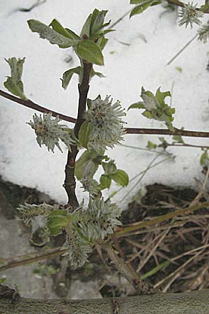 Salix x macrophylla \ Groblttrige Weide / Big-Leaved Willow, Kroatien/Croatia Velebit Zavizan 1.6.2006