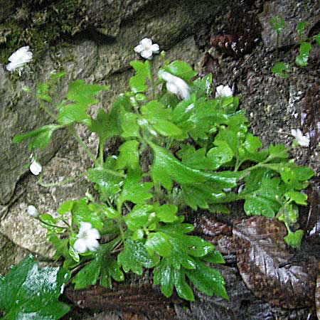 Saxifraga petraea \ Felsen-Steinbrech, Kroatien Plitvička 3.6.2006