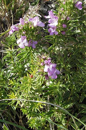 Satureja subspicata \ Zwerg-Bohnenkraut, Kroatien Karlobag 17.7.2007