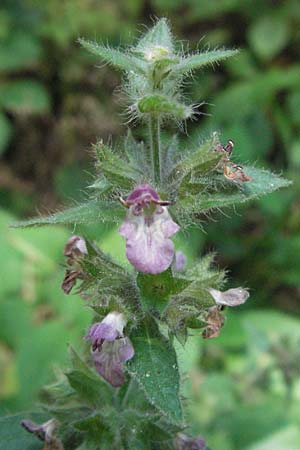 Stachys alpina \ Alpen-Ziest, Kroatien Medvednica 20.7.2007