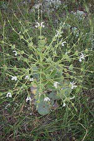 Salvia aethiopis \ Ungarischer Salbei, Woll-Salbei / Woolly Clary, Mediterranean Sage, Kroatien/Croatia Visovac 2.6.2008