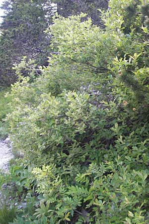 Salix appendiculata \ Schlucht-Weide / Large-Leaved Willow, Kroatien/Croatia Velebit Zavizan 30.6.2010