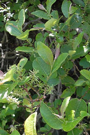 Salix appendiculata \ Schlucht-Weide / Large-Leaved Willow, Kroatien/Croatia Velebit Zavizan 30.6.2010