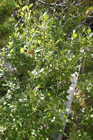 Salix appendiculata \ Schlucht-Weide, Kroatien Velebit Zavizan 19.8.2016