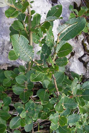 Salix appendiculata \ Schlucht-Weide / Large-Leaved Willow, Kroatien/Croatia Velebit Zavizan 19.8.2016