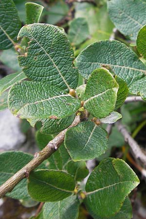 Salix appendiculata \ Schlucht-Weide / Large-Leaved Willow, Kroatien/Croatia Velebit Zavizan 19.8.2016