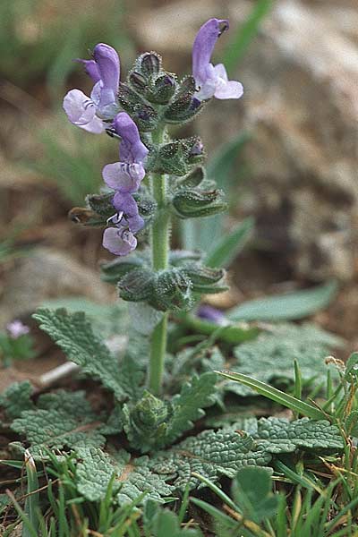 Salvia verbenaca \ Eisenkraut-Salbei / Wild Clary, Kroatien/Croatia Korčula, Prizba 5.4.2006