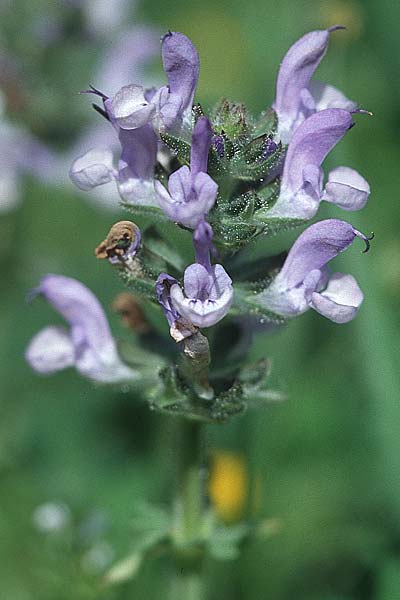 Salvia verbenaca \ Eisenkraut-Salbei / Wild Clary, Kroatien/Croatia Korčula, Prizba 5.4.2006