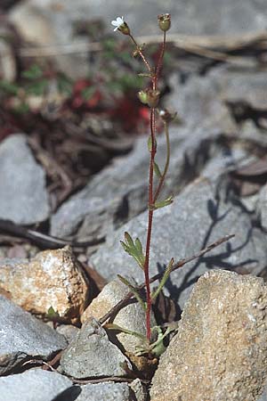 Saxifraga tridactylites \ Dreifinger-Steinbrech / Rue-Leaved Saxifrage, Kroatien/Croatia Šibenik 2.4.2006