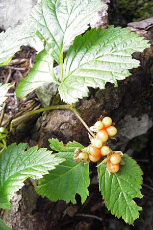 Rubus saxatilis \ Steinbeere / Stone Bramble, Kroatien/Croatia Velebit Zavizan 19.8.2016