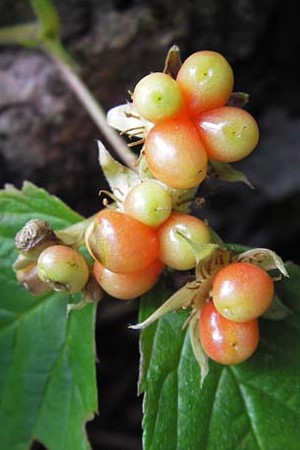 Rubus saxatilis \ Steinbeere / Stone Bramble, Kroatien/Croatia Velebit Zavizan 19.8.2016