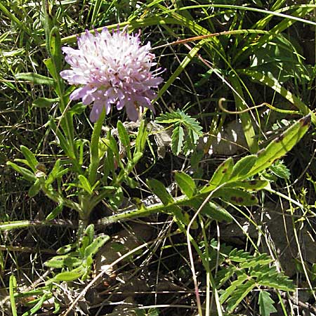 Knautia pectinata \ Kammblttrige Witwenblume, Kroatien Velebit 16.7.2007