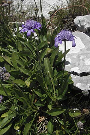 Scabiosa silenifolia \ Sdalpen-Skabiose / Catchfly-Leaved Scabious, Kroatien/Croatia Gola Plješevica 18.7.2007