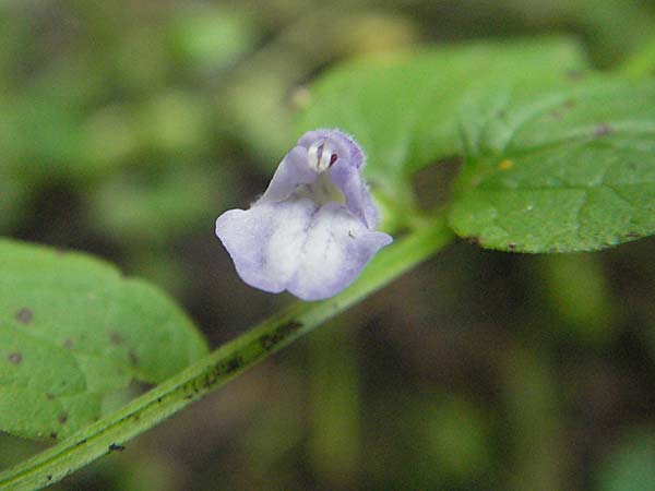 Scutellaria galericulata \ Sumpf-Helmkraut, Kappen-Helmkraut, Kroatien Plitvička 19.7.2007