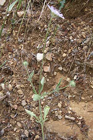 Lomelosia brachiata \ Palästina-Skabiose, Kroatien Visovac 2.6.2008