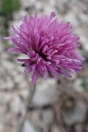 Knautia illyrica \ Illyrische Witwenblume, Kroatien Učka 12.8.2016