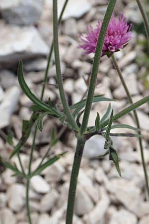 Knautia illyrica \ Illyrische Witwenblume / Illyrian Scabious, Kroatien/Croatia Učka 12.8.2016