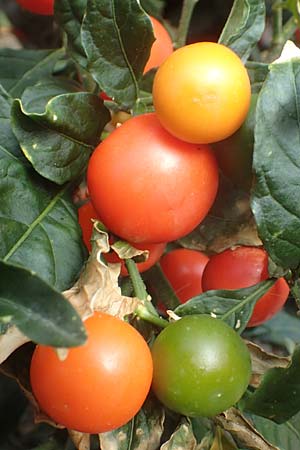 Solanum pseudocapsicum \ Korallen-Bumchen, Korallen-Kirsche / Jerusalem Cherry, Winter Cherry, Kroatien/Croatia Istrien/Istria, Beram 13.8.2016