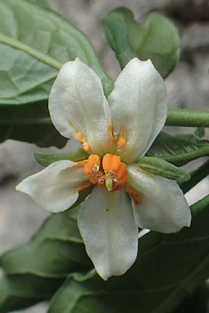 Solanum pseudocapsicum \ Korallen-Bumchen, Korallen-Kirsche, Kroatien Istrien, Beram 13.8.2016