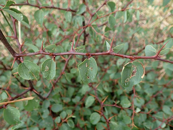 Paliurus spina-christi \ Christusdorn, Kroatien Istrien, Labin 17.8.2016