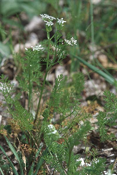 Scandix pecten-veneris \ Echter Venuskamm / Shepherd's Needle, Kroatien/Croatia Pelješac, Pijavicino 4.4.2006