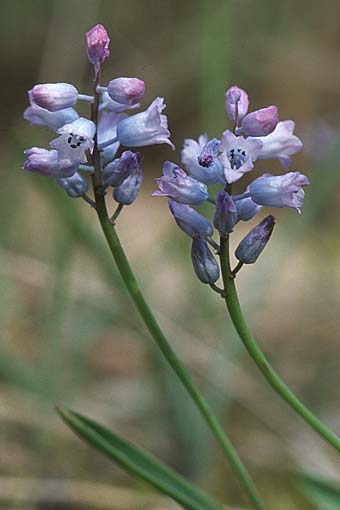 Hyacinthella dalmatica \ Dalmatinische Hyazinthe, Kroatien Pelješac, Pijavicino 4.4.2006