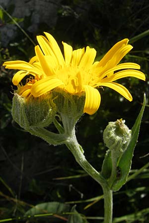 Senecio doronicum subsp. doronicum \ Gmswurz-Greiskraut, Kroatien Učka 28.6.2010