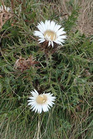 Carlina acaulis \ Silberdistel, Eberwurz / Stemless Carline Thistle, Kroatien/Croatia Učka 12.8.2016